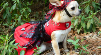 My top 5 halloween dog costumes and why I love 'em on BarkandSwagger.com
