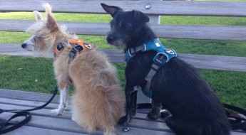 Why I love my dog harness on BarkandSwagger.com