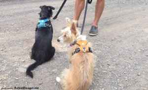 Why I love my dog harness on BarkandSwagger.com