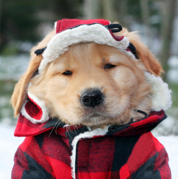Winter-Dog-Coats-dogster.jpg