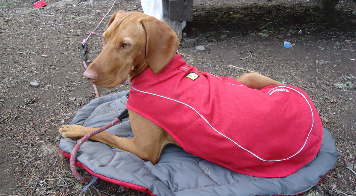 What to look for in a winter dog coat with suggestions on BarkandSwagger.com