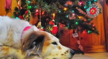 Happy holiday travel with your dog-guest post-on BarkandSwagger.com