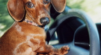 Love your dog with the only officially crash tested dog car safety seat, the PUPSAVER, on BarkandSwagger.com