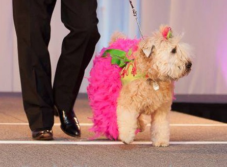 The PawVogue Fashionista 2014 competition on BarkandSwagger.com