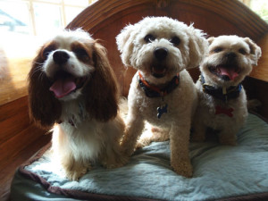 The most exclusive dog hotel in the world on BarkandSwagger.com