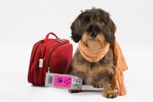 My best fashionable travel bags for dogs on www.BarkandSwagger.com