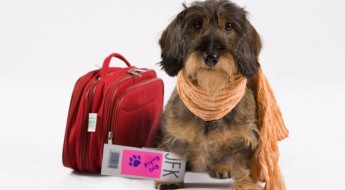 My best fashionable travel bags for dogs on www.BarkandSwagger.com