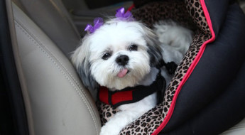The only officially crash-tested, rear-facing car seat for small dogs. The Pupsaver on www.BarkandSwagger.com
