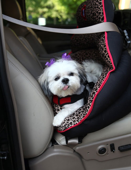The only officially crash-tested, rear-facing car seat for small dogs. The Pupsaver on www.BarkandSwagger.com
