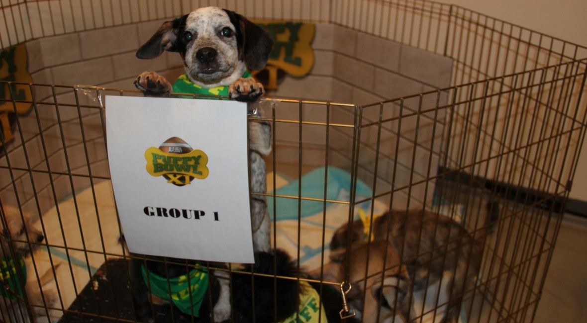 Behind the scenes of Puppy Bowl XI on www.BarkandSwagger.com