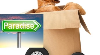 Bark & Swagger is moving to Florida on www.barkandswagger.com