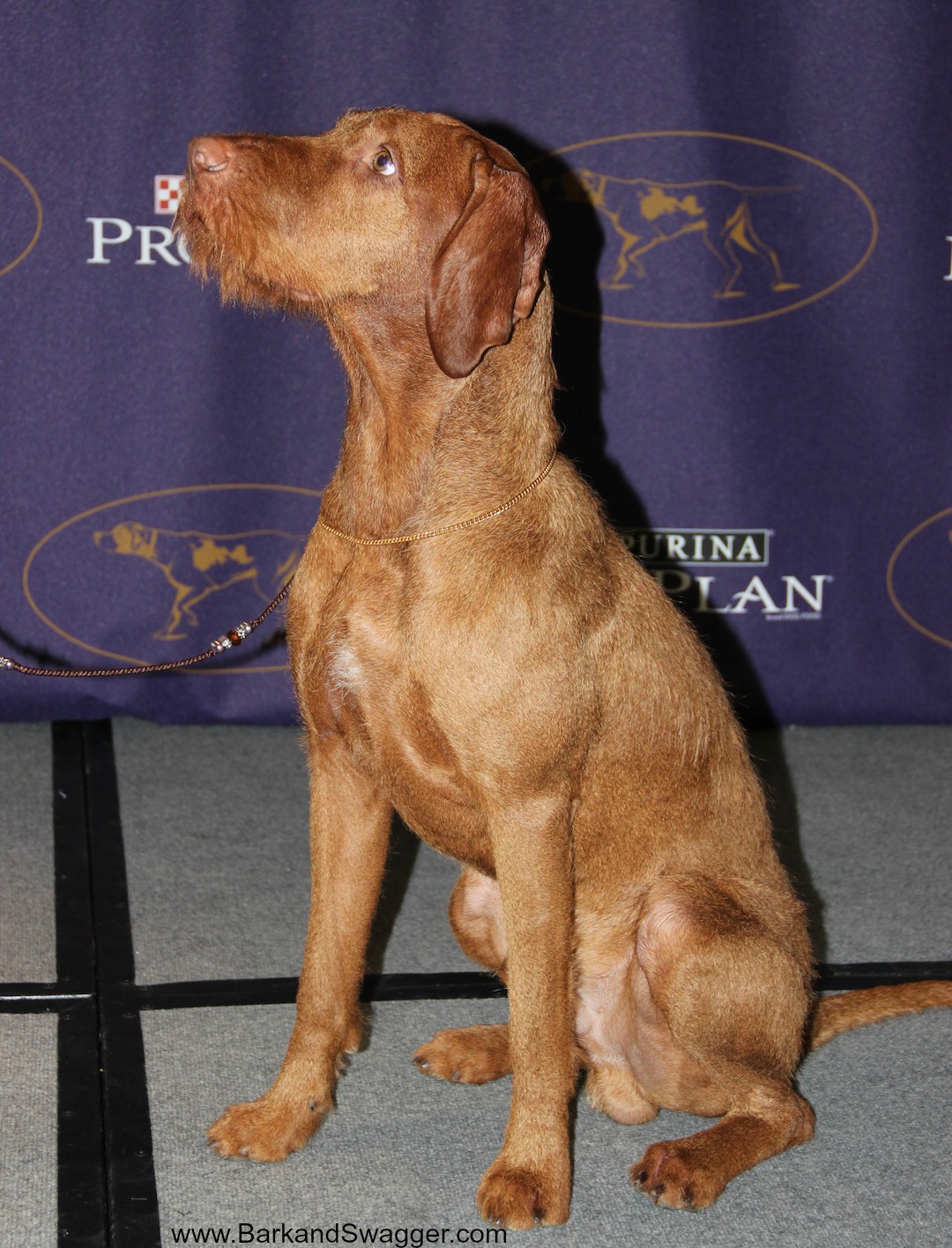Meet the New AKC Breeds at Westminster this Year and More, as Bark