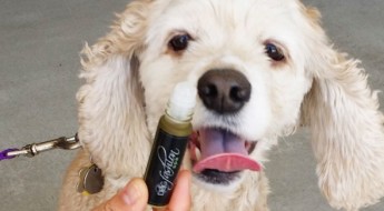 Best product to care for dog's paws Valentines special on www.BarkandSwagger.com