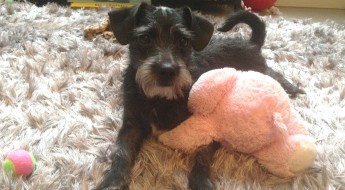 tips to protect your pets from theft on www.BarkandSwagger.com
