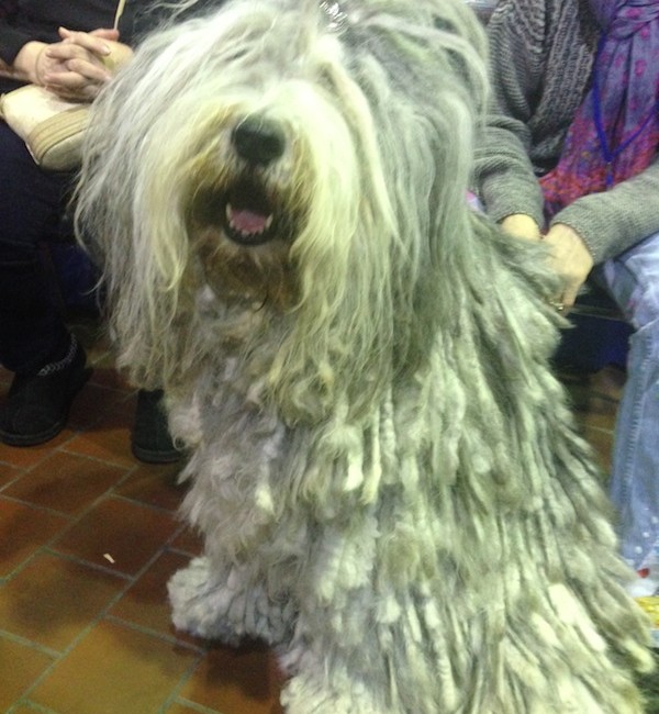 Unusual dog breeds at Meet the Breeds 2015 on www.BarkandSwagger.com