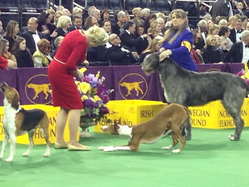 The Portuguese Podengo Pequeno Pirata competing in the Hound Group at Westminster 2015 on www.BarkandSwagger.com