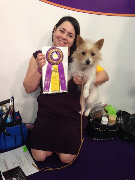 The Portuguese Podengo Pequeno at Westminster 2015