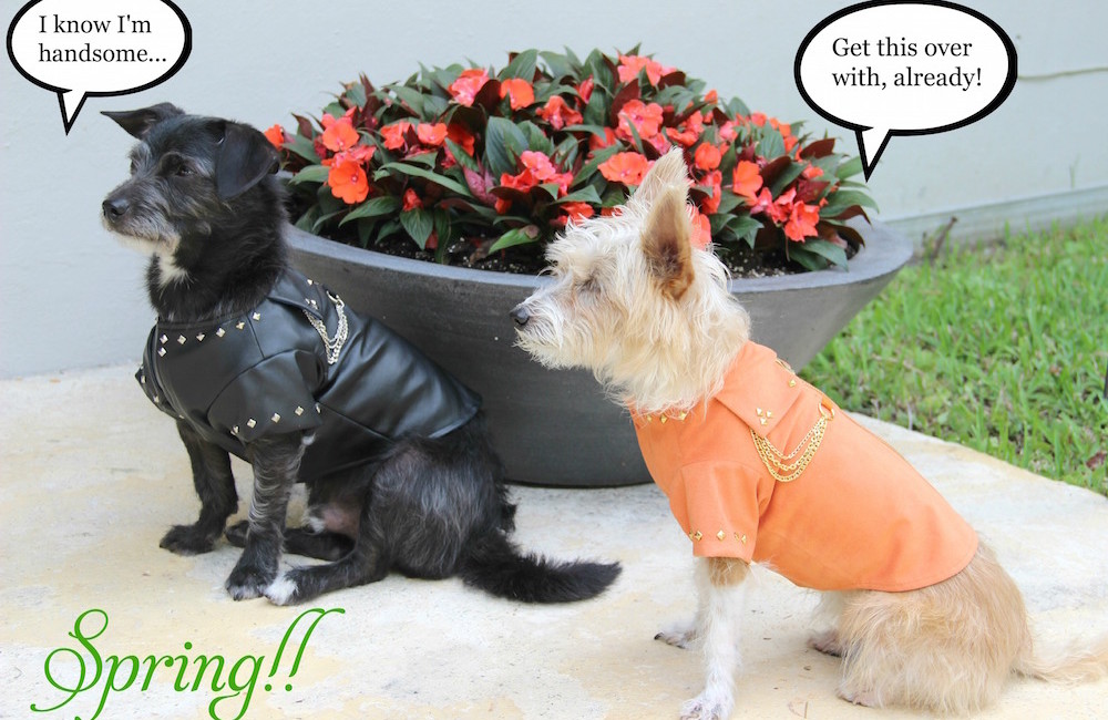 Spring motorcycle jackets for dogs in 52 Snapshots of Life