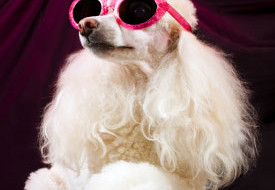 Best spa products for dogs & Vegan, Too: Dog Fashion Spa