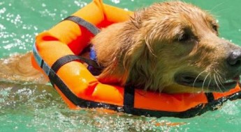 how to protect your dog from drowning