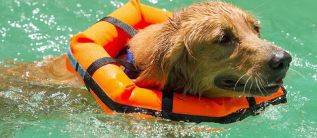 how to protect your dog from drowning