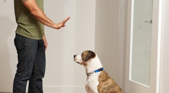 Tuesdays with Justin Silver, Dog Training at Home