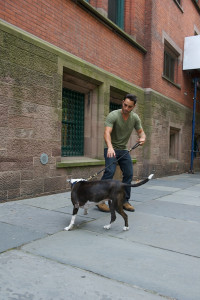 dog reactivity dog reactivity