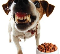 Dog training at home: food aggression & resource guarding