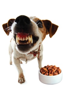 Dog training at home: food aggression & resource guarding