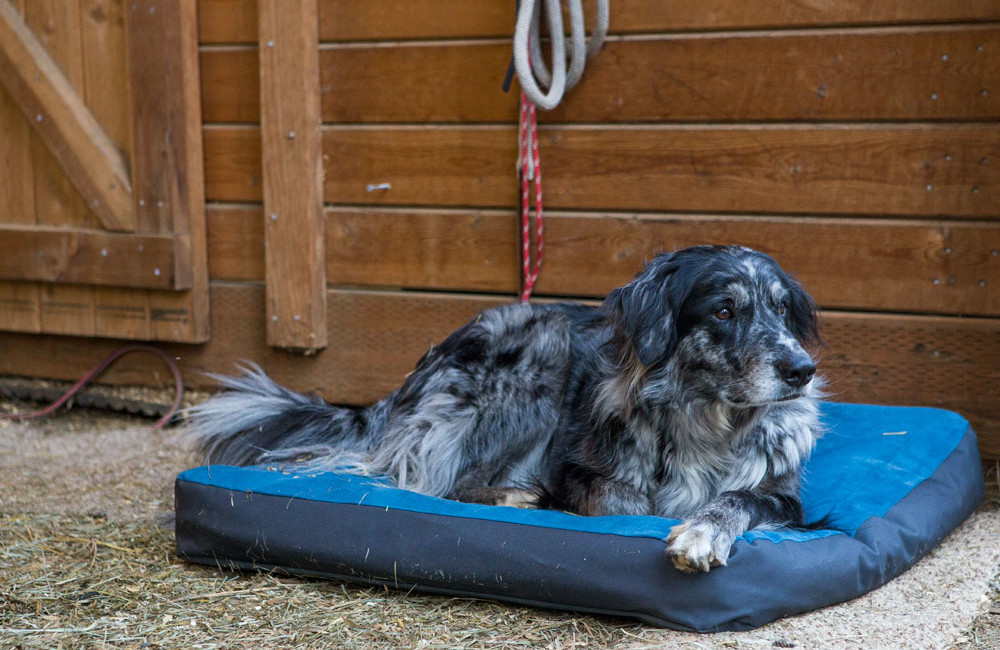 The best dog bed for large dogs and adventurers