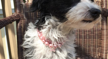 luxury dog necklace