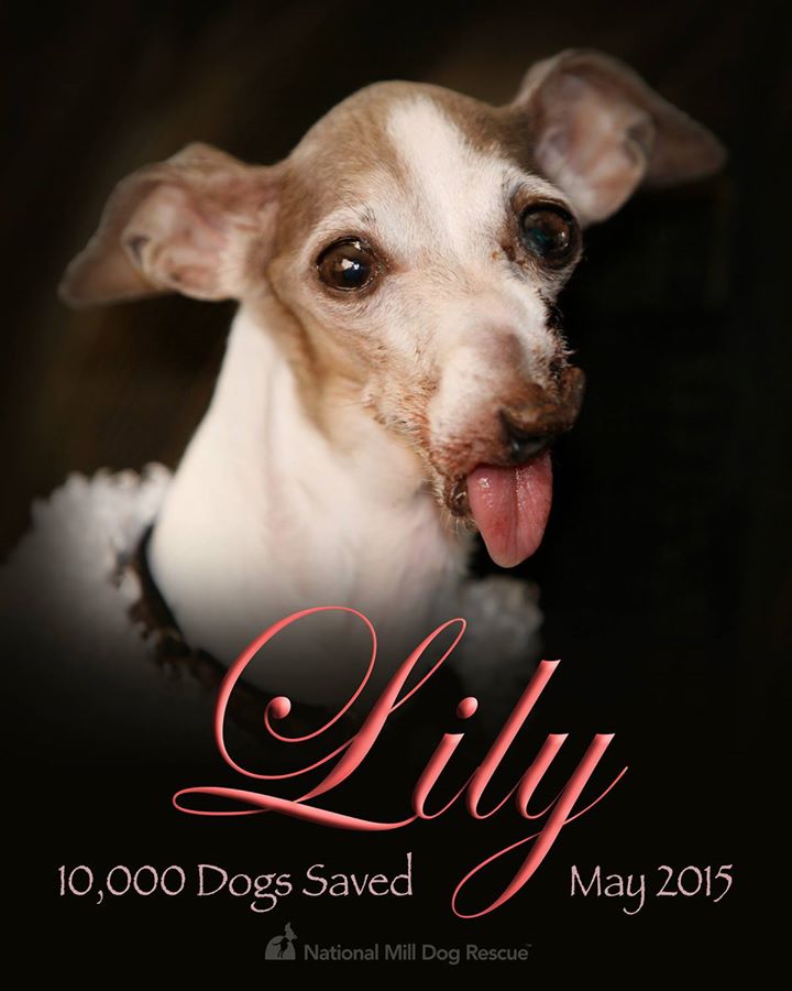 Because of One Dog. National Puppy Mill Awareness Day Lily's Story