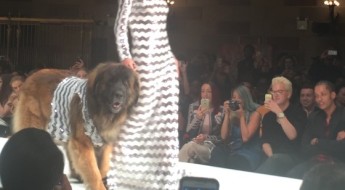 Just My Style pet fashion series with pet couturier, Anthony Rubio