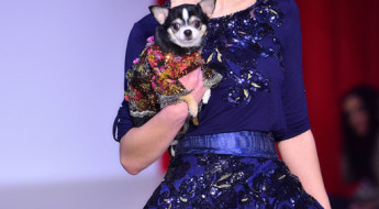 The most beautiful dogs of New York Fashion Week