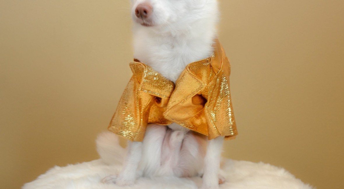 Just My Style pet fashion series with pet couturier Anthony Rubio