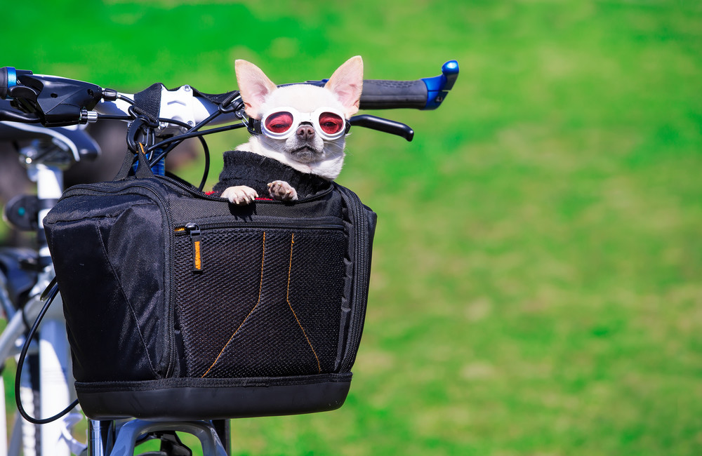 stylish mom & dog travel gear for vacation fun
