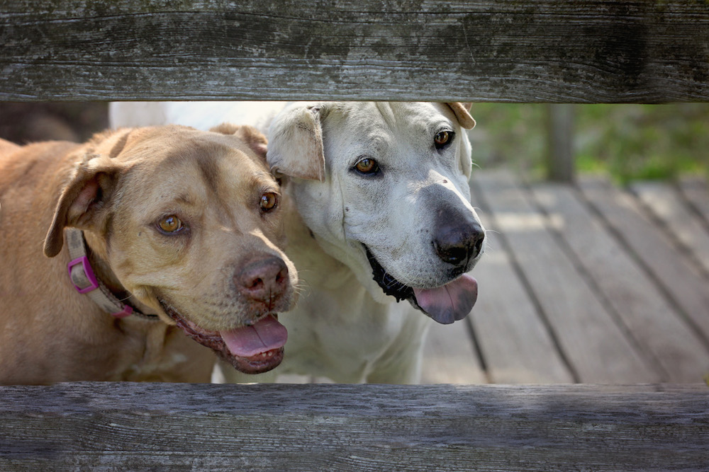 senior-dog-rescues-with-amazing-second-acts-my-old-dog-book-giveaway