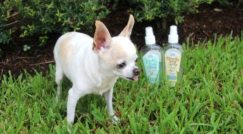 A solution for common dog skin problems. Albie with the Bobbi Panter products that's worked for him.