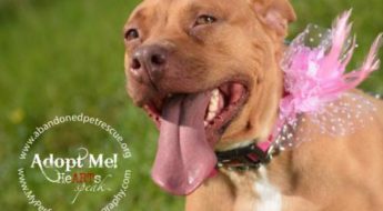 Clear the Shelters on July 23, 2016 to help countless dogs and cats get adopted! This is Nuba, waiting for her home at Abandoned Pet Rescue, Fort Lauderdale, FL.