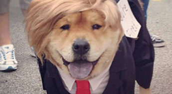 My best Halloween pet costumes for 2016 - The Donald
