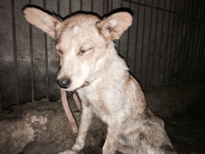 Saving dogs from the meat trade, Marc Ching's story