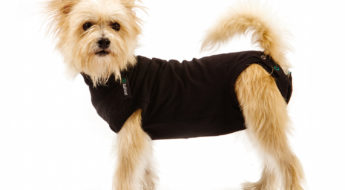 how to stop your dog from biting itself. A shelter dog uses the Suitical Recovery Suit. Lots of uses for this suit.