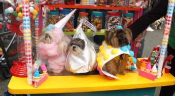 The Tompkins Square Park dog parade does Halloween right. Winning 2016 costume, The Sweet Shop.