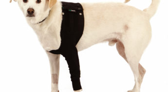 how to stop your dog from biting itself-the Suitical Recovery Sleeve