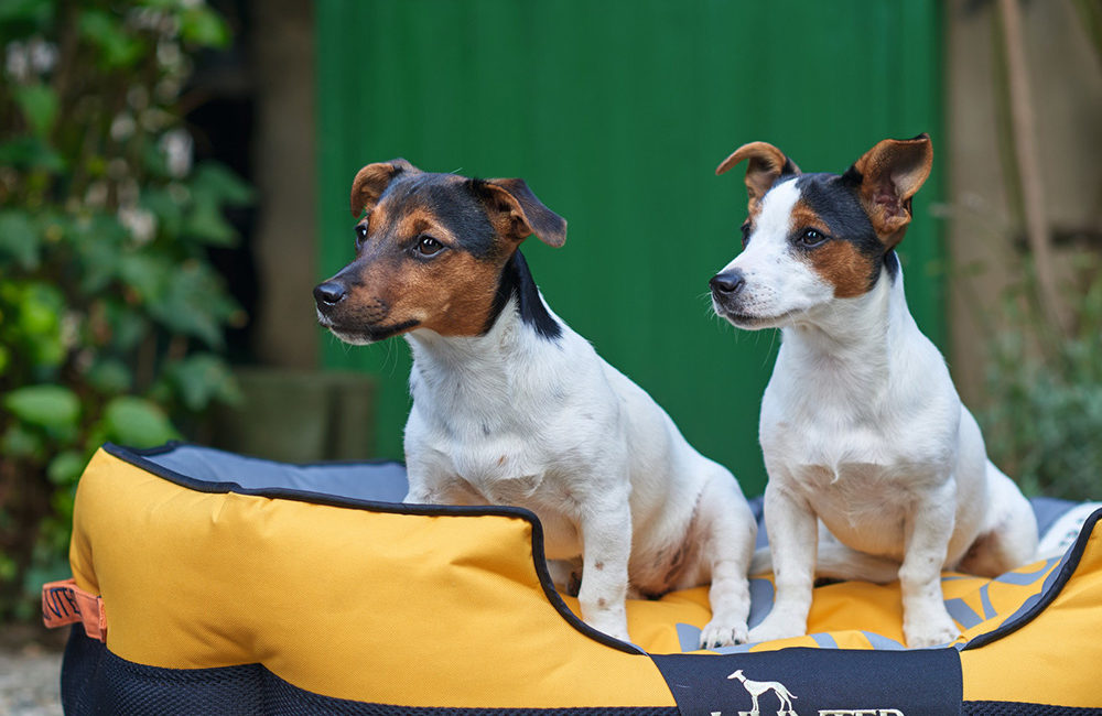 as beautiful as custom dog beds; the Hunter Grimstad sporty bed in yellow