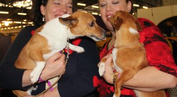 At the Westminster Dog Show, David tries to kiss Cabrita!