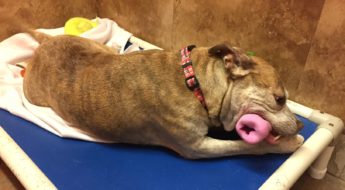 One of the best indestructible dog toys on the market right now. Zoey, the Pitbull mix, tries to destroy the Beco Bone. My review.