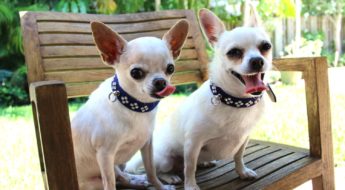 Puppy mill dogs Ani & Albie now in a good home.